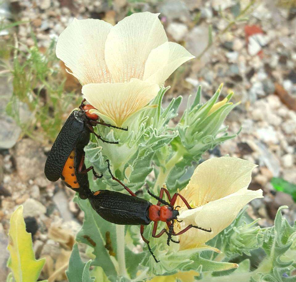 Image of Master Blister Beetle