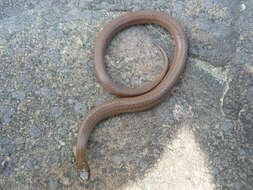 Image of Mountain Earth Snake