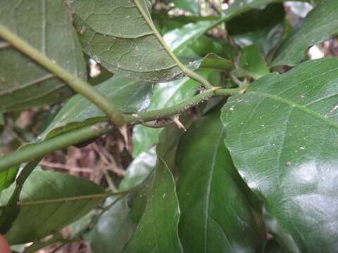 Image of Capparis henryi Matsum.