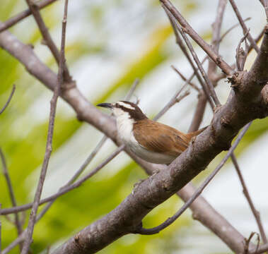 Image of Bicolored Wren