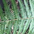 Image of Dryopteris affinis subsp. affinis