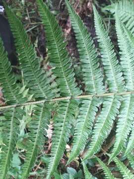 Image de Dryopteris affinis subsp. affinis