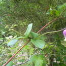 Imagem de Clematis reticulata Walt.