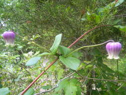 Image de Clematis reticulata Walt.