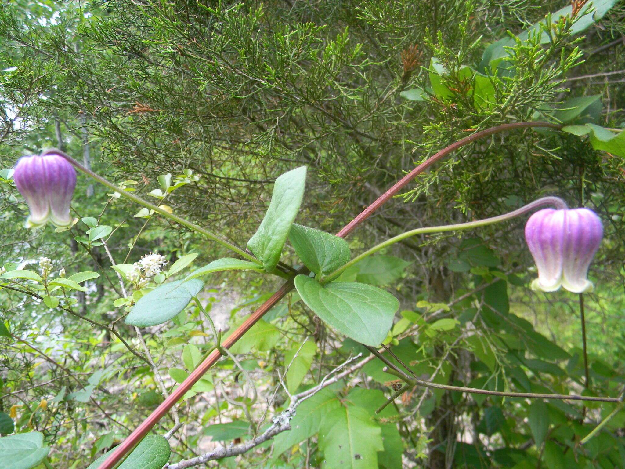 Imagem de Clematis reticulata Walt.