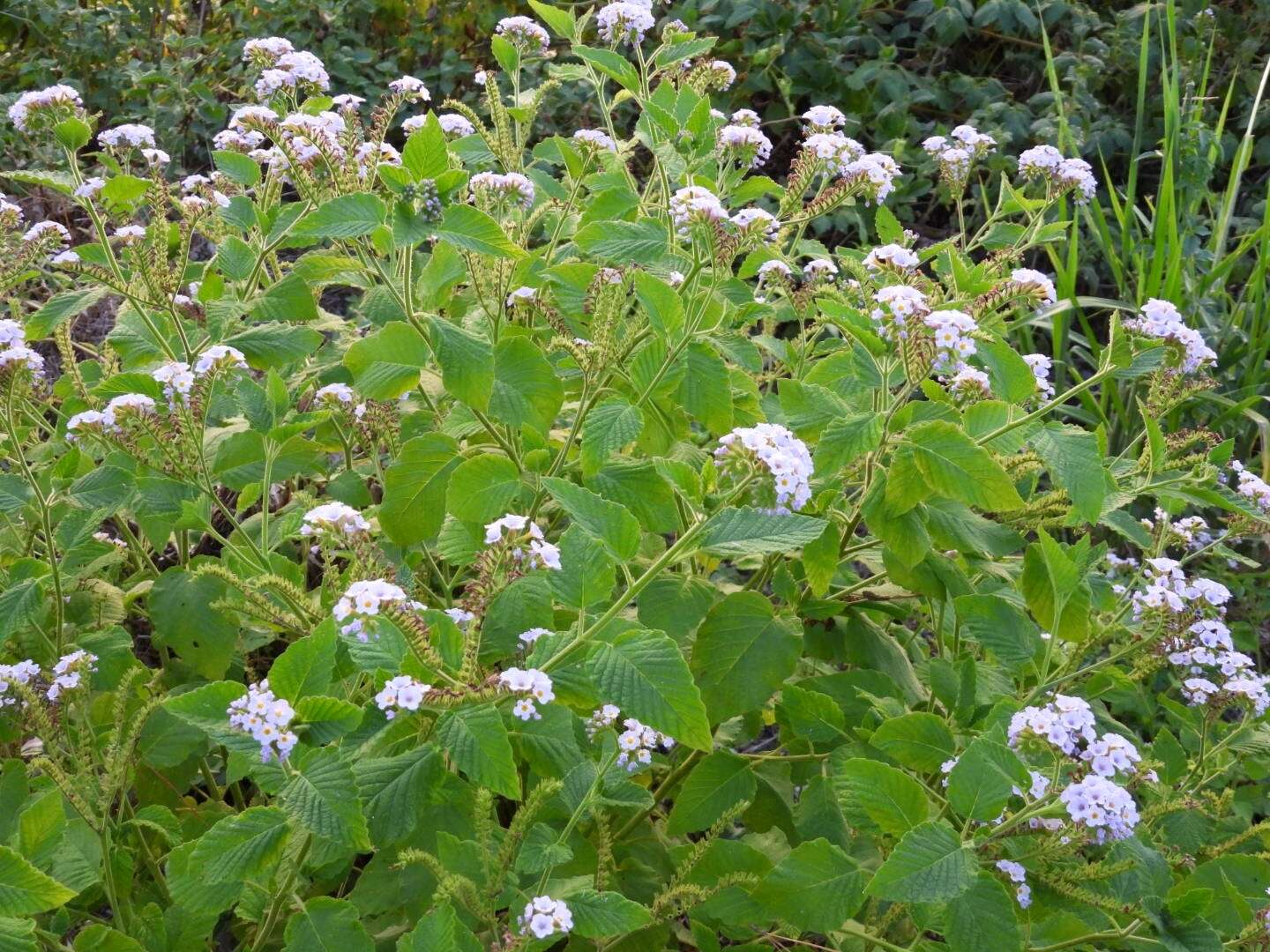 Image of Heliotropium nicotianifolium Poir.