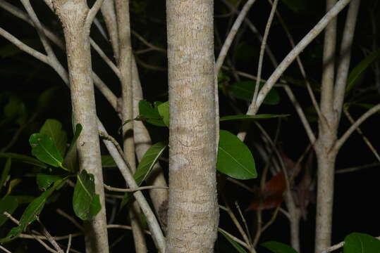 Image of Gardenia urvillei Montrouz.