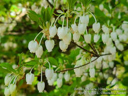 Imagem de Enkianthus perulatus (Miq.) Schneider