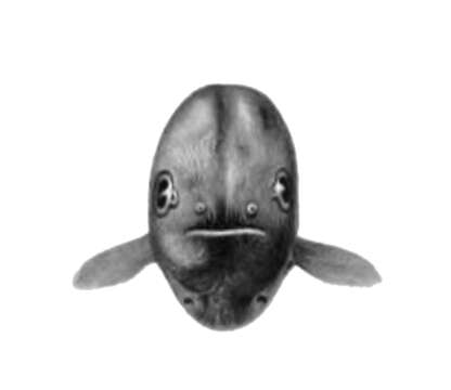 Image of Simenchelys