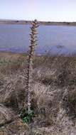 Echium glomeratum Poir.的圖片