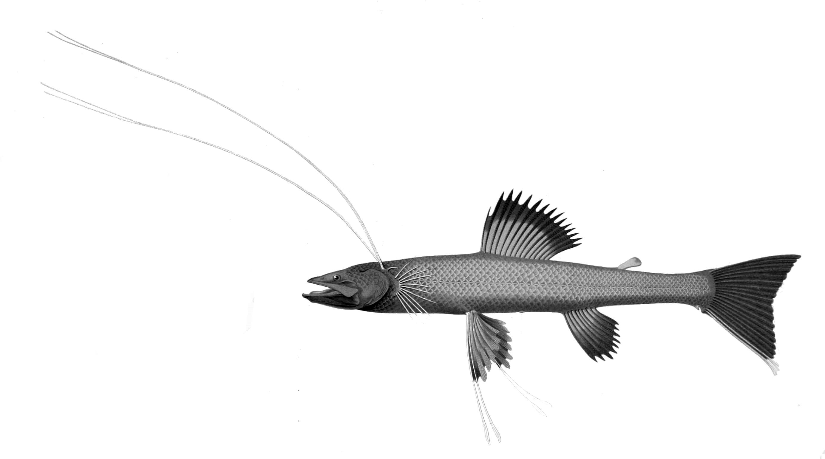 Sivun Bathypterois dubius Vaillant 1888 kuva