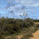 Слика од Eucalyptus sepulcralis F. Müll.