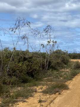 Image of weeping gum