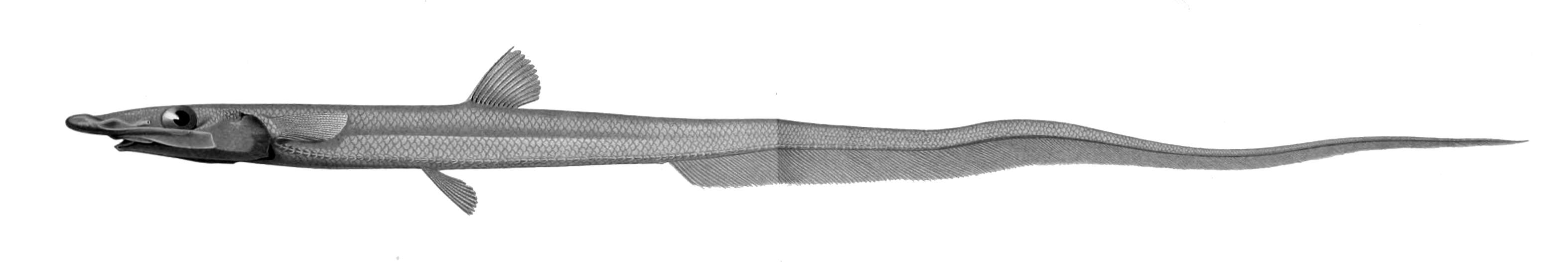 Image of Halosaur