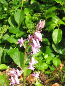 Imagem de Hyacinthoides massartiana Geerinck