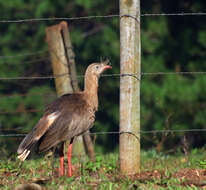 Image of Cariama Brisson 1760