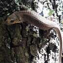 Image of Red-lipped Arboreal Alligator Lizard