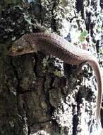 Image of Red-lipped Arboreal Alligator Lizard