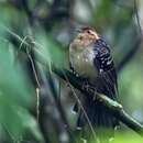 Image of Pavonine Cuckoo