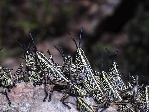 Plancia ëd Phymateus (Phymateus) viridipes Stål 1873