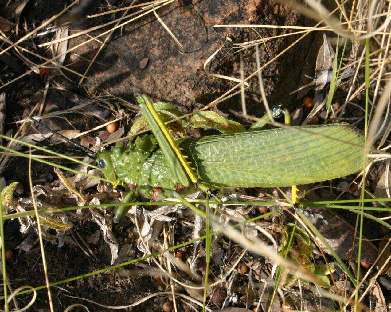 Image of African bush grasshopper