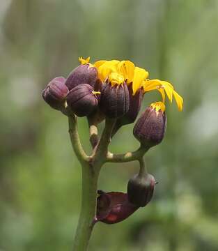 Image of summer ragwort