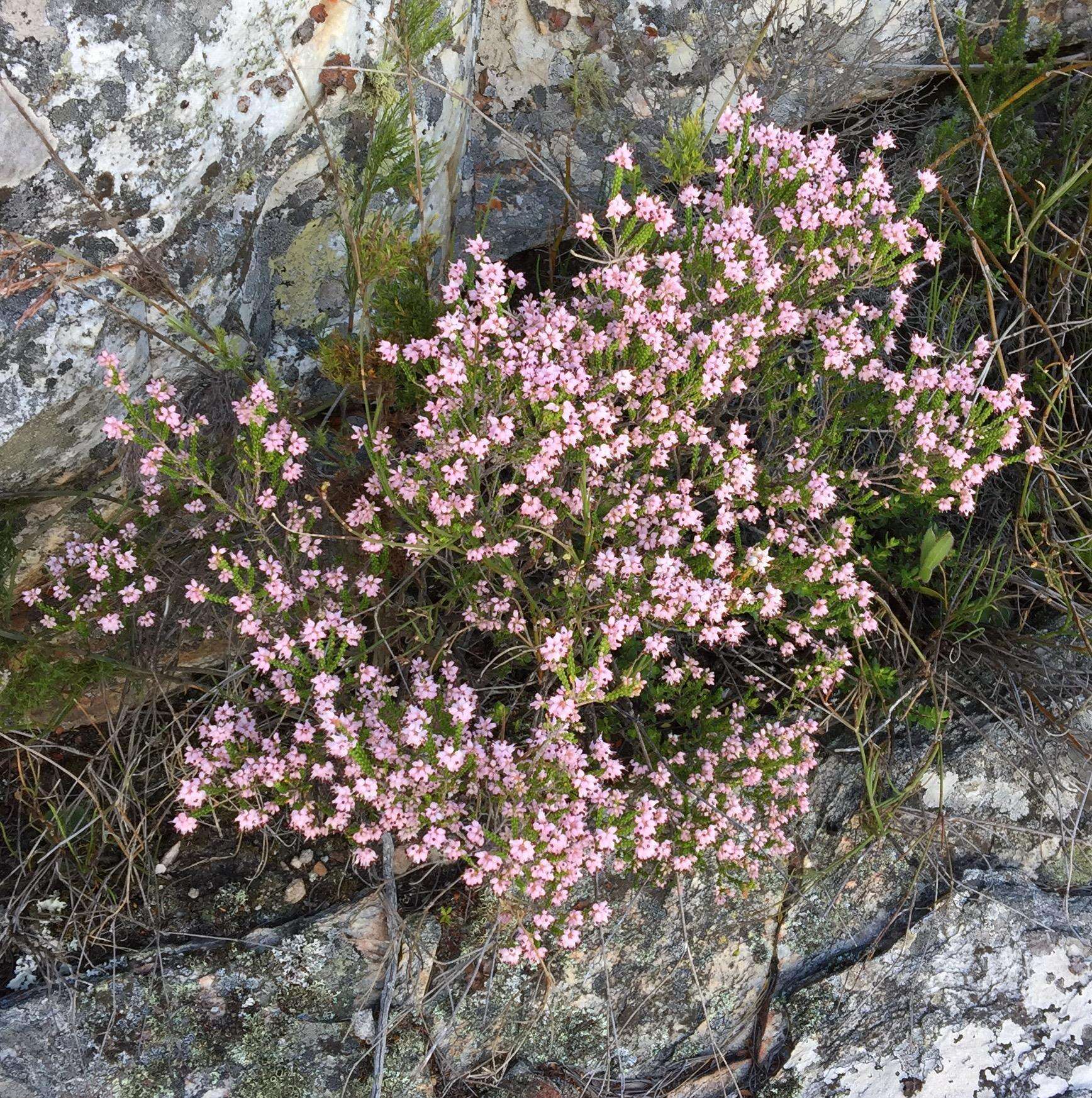 Image of Erica demissa var. demissa