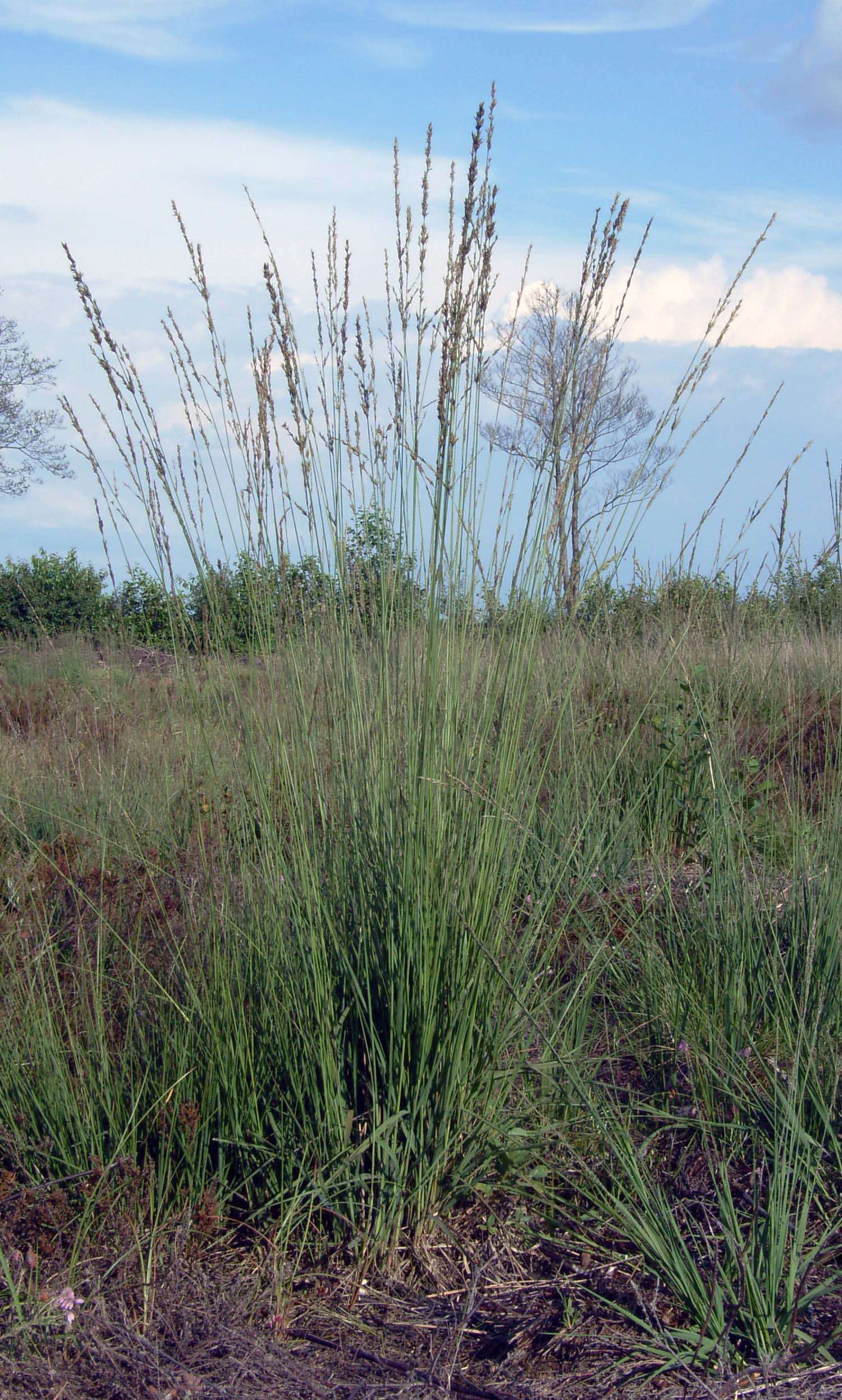 Imagem de Molinia caerulea (L.) Moench