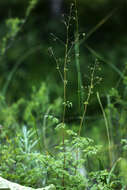 Image de Thalictrum foetidum L.