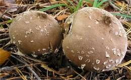 Image of Lycoperdon mammiforme Pers. 1801