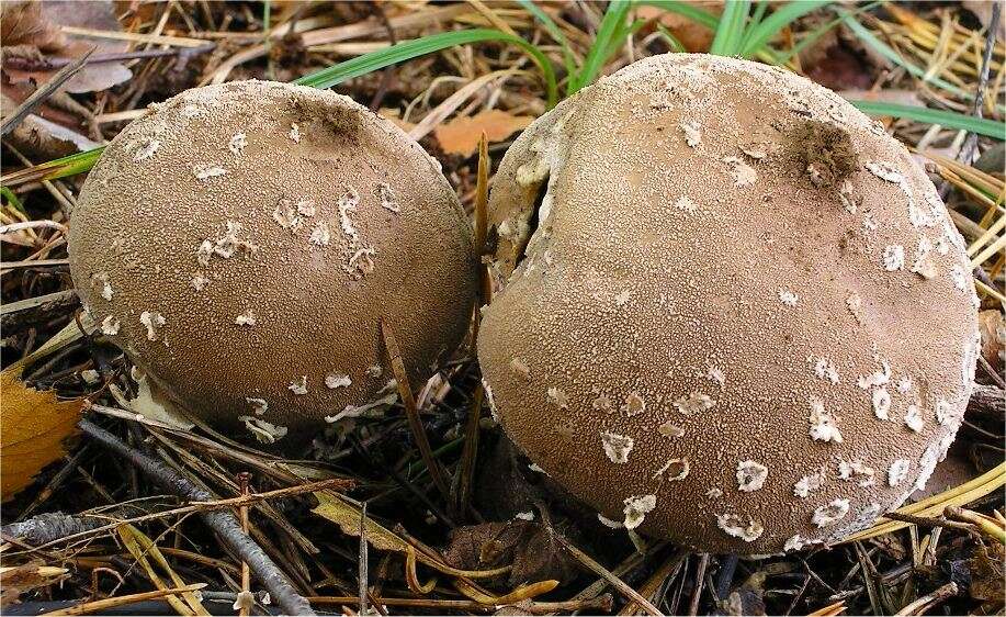 Imagem de Lycoperdon mammiforme Pers. 1801