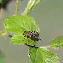 Image of Panorpa meridionalis Rambur 1842