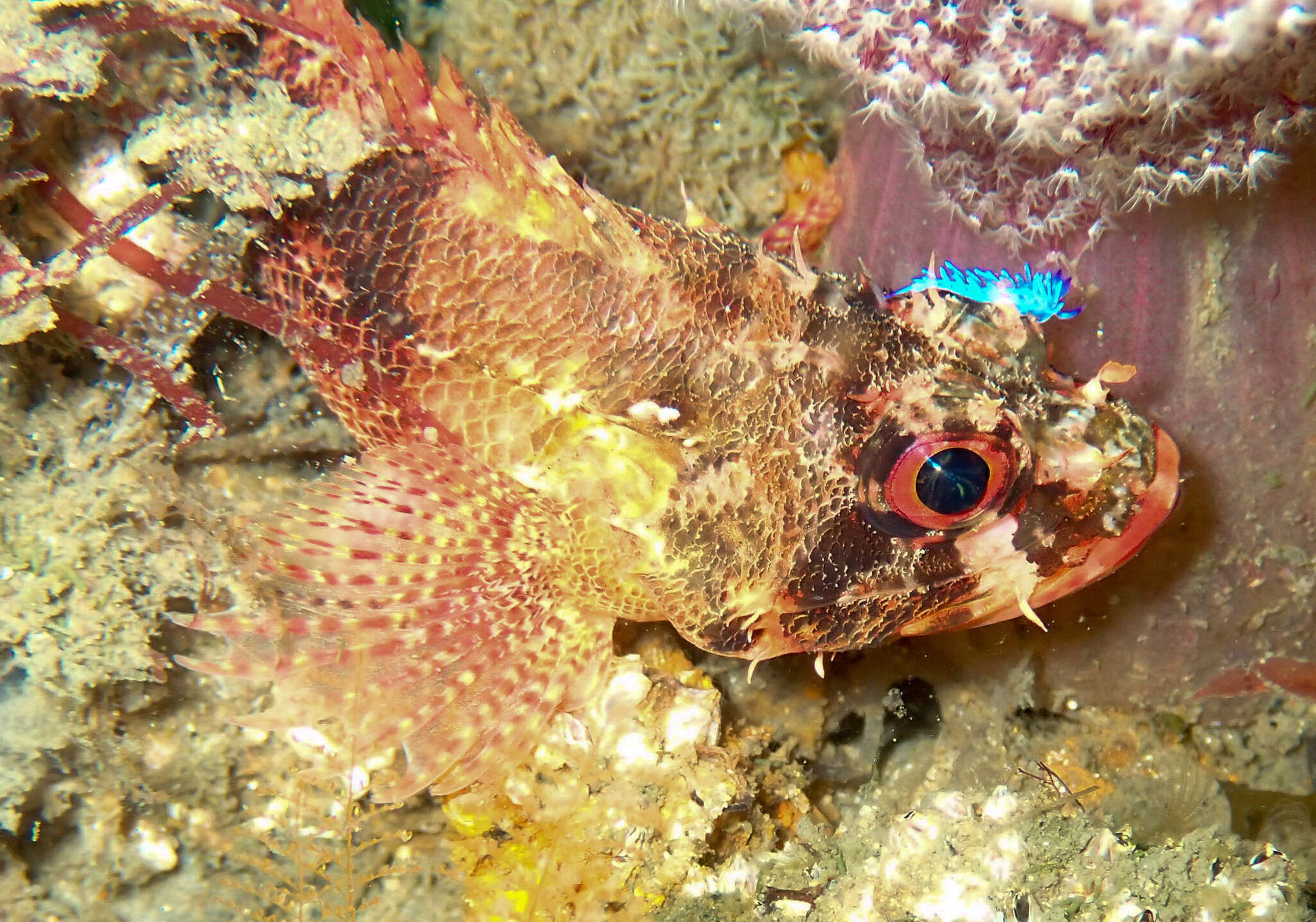 Image of Cheekspot scorpionfish