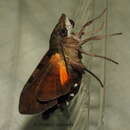 Macroglossum sitiene Walker 1856 resmi