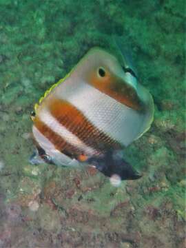 Image of Coralfish