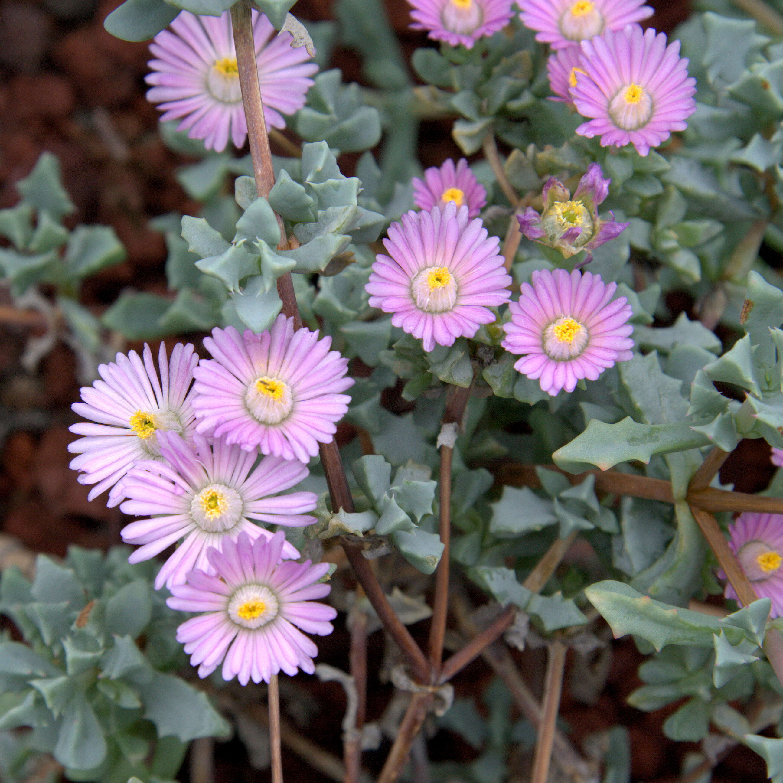 Imagem de Oscularia deltoides (L.) Schwant.