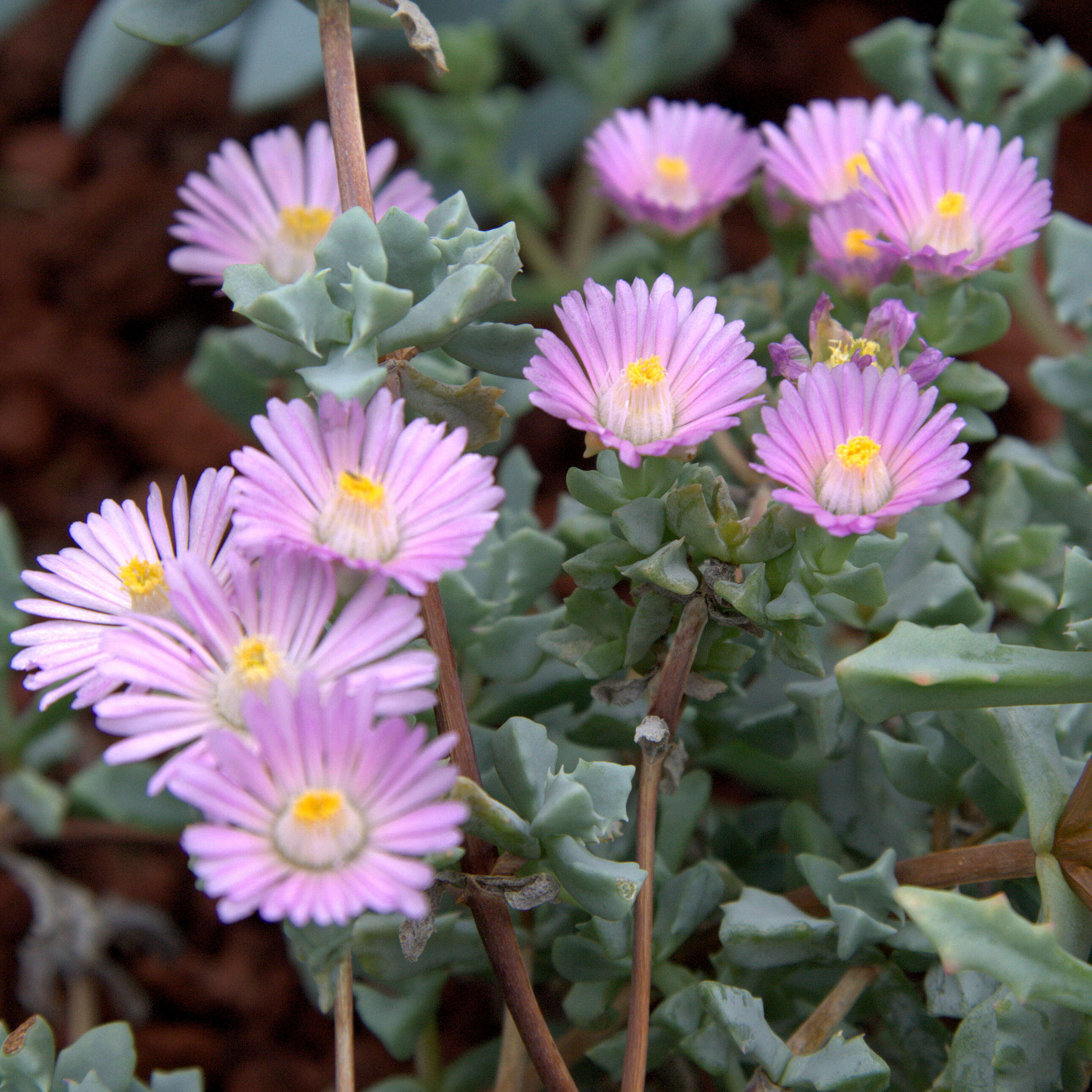 Imagem de Oscularia deltoides (L.) Schwant.