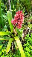 Image of Aechmea melinonii Hook.