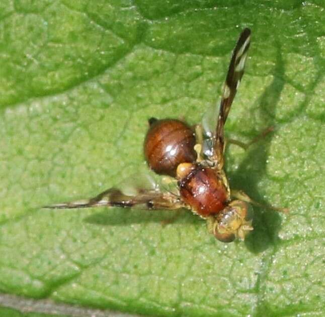 Sivun Euleia heraclei (Linnaeus 1758) kuva