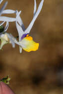 Слика од Nemesia cheiranthus E. Mey. ex Benth.