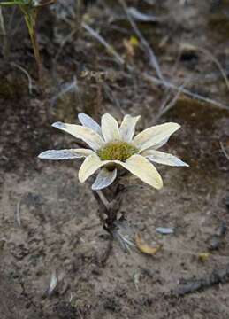 Image of Filago asterisciflora (Lam.) Sw.