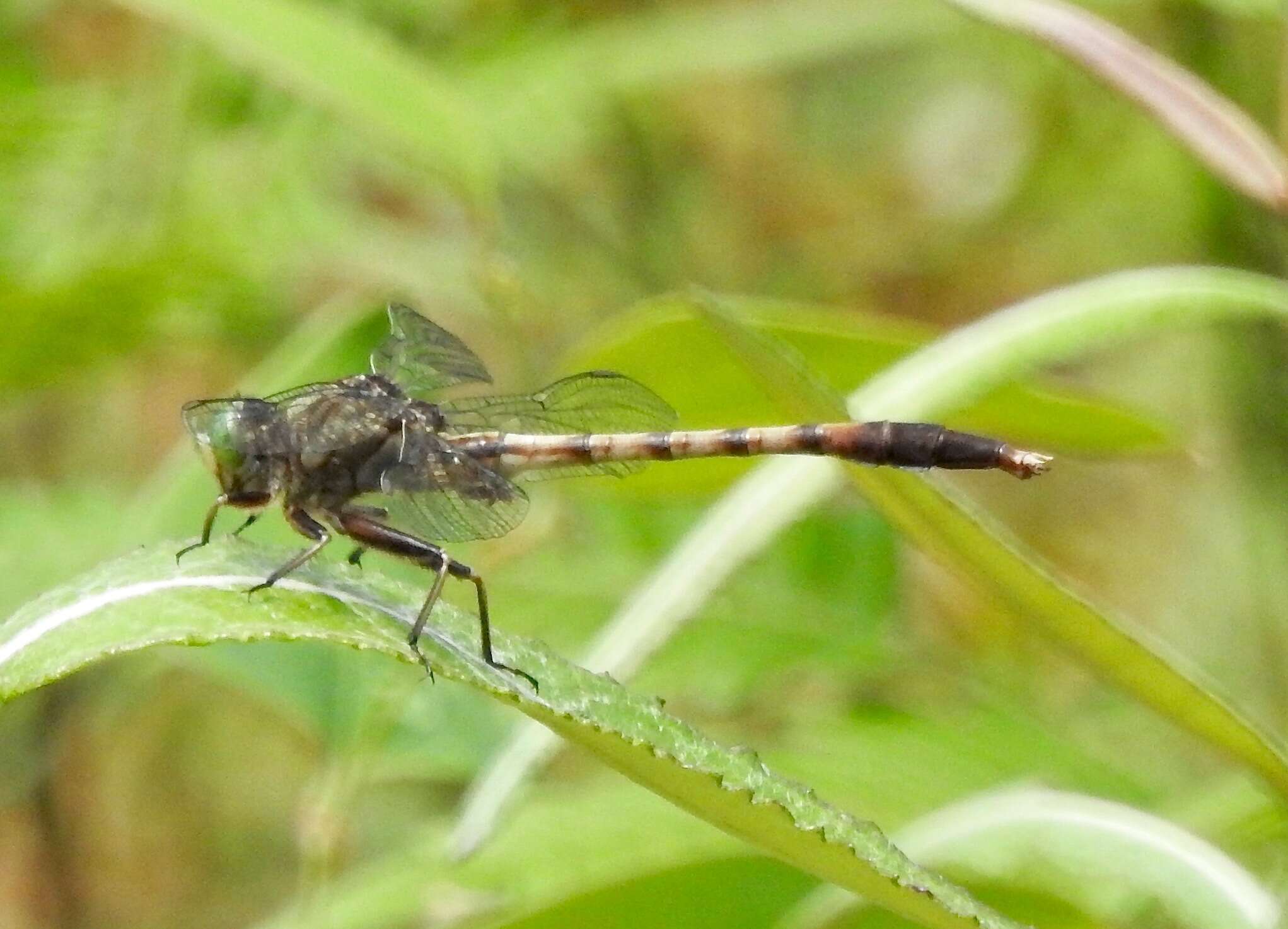 Imagem de Arigomphus pallidus (Rambur 1842)