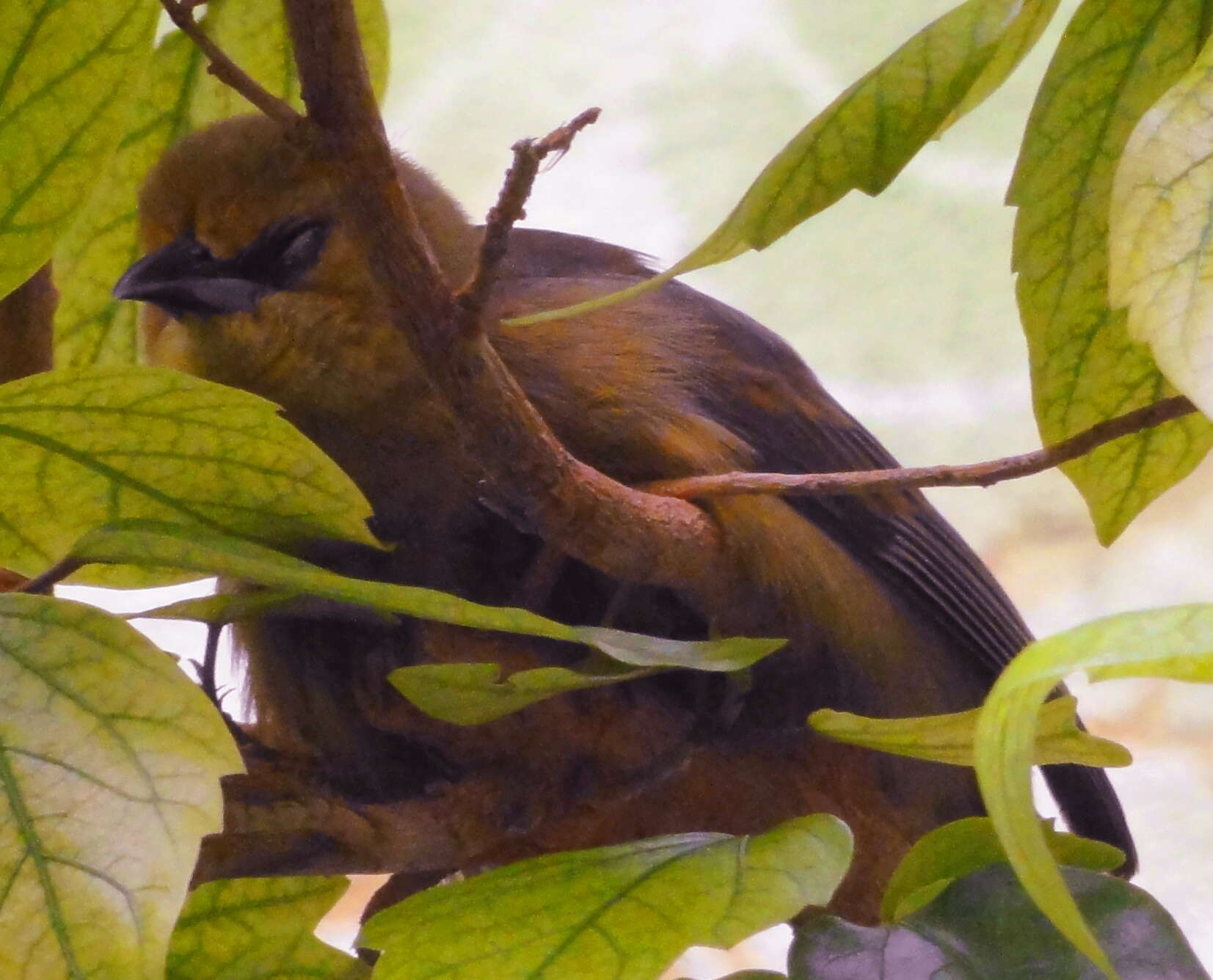 Image of Montserrat Oriole