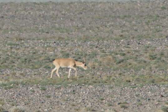 Image of Mongolian Saiga