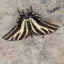 Image of Three-tailed Tiger Swallowtail