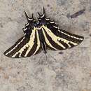 Papilio pilumnus Boisduval 1836 resmi