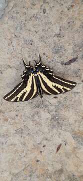 Image of Three-tailed Tiger Swallowtail