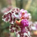 Image of Trichocentrum carthagenense (Jacq.) M. W. Chase & N. H. Williams