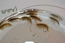 Gammarus fasciatus Say 1818 resmi