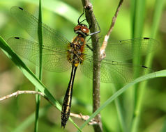 Image of Racket-tailed Emerald
